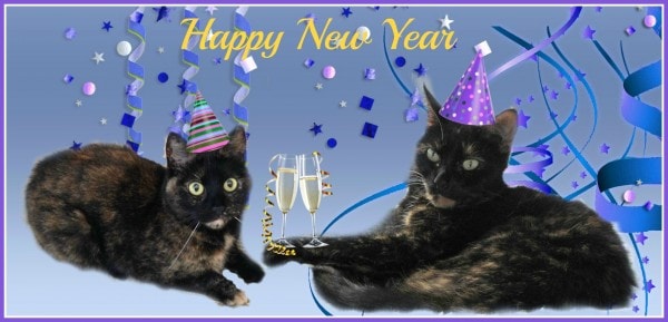 Czarne koty witają w nowym roku